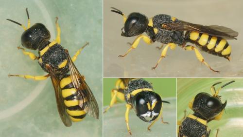 Réf. 286 060 : Lestica clypeata